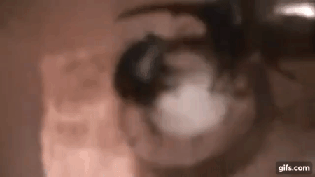 알키데스 왕넓적사슴벌레와 헤라클레스 장수풍뎅이_1.gif