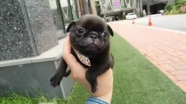 일요일이니까 특별히 귀한거 보여줄게_1.gif