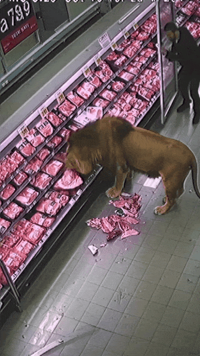 고기 뷔페 처음 본 사자.gif_1.gif