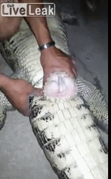 ㅇㅇㄱ) 얘들아 지금 미리미리 탄약 분배해두자_15.gif