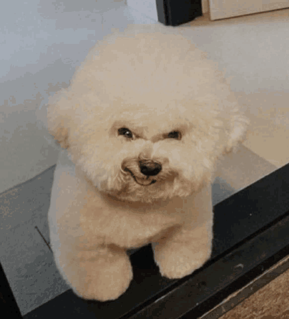 쭈인아 너 어제 나한테 치킨 부스러기도 안주더라?_1.gif