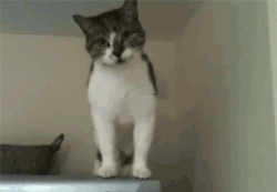 중력을 무시하고 살아가는 동물_4.gif