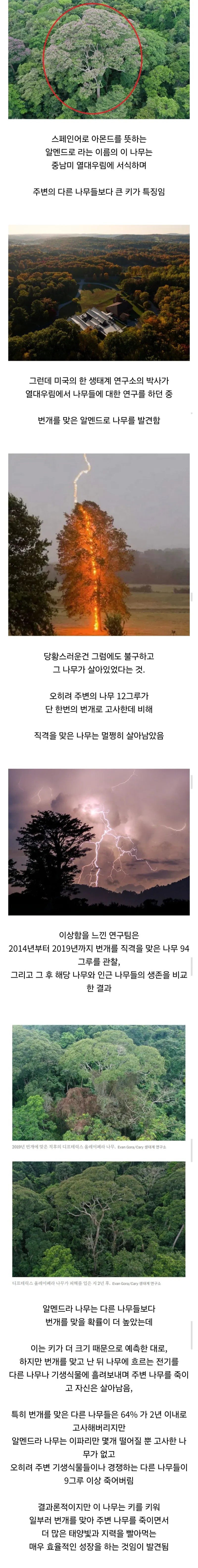 경쟁자를 죽이기 위해 일부러 번개를 맞는 나무