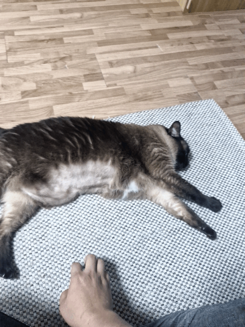 혐)뱃가죽이 등에 달라붙은 고양이_12.gif