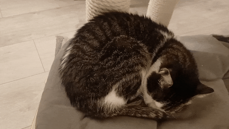 봇치의 리투아니아 여행 10화_24.gif