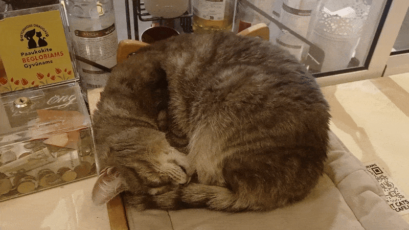 봇치의 리투아니아 여행 11화_20.gif