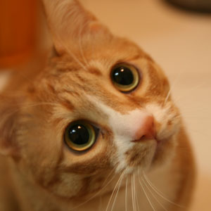 profile_image