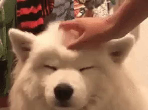 행복한 댕댕이GIF