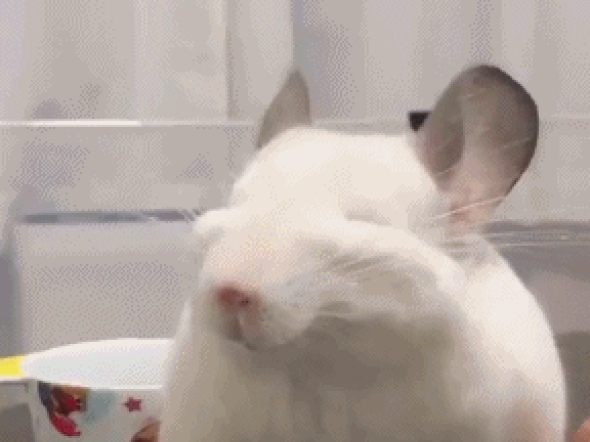 행복한 땃쥐