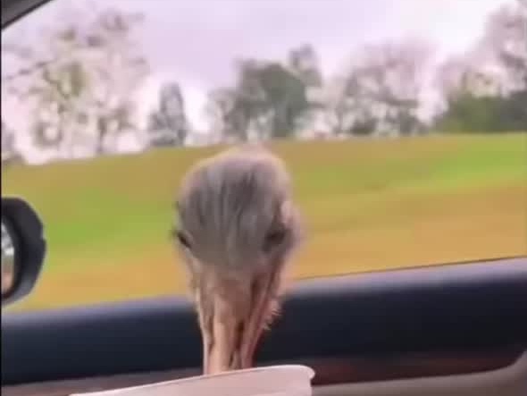 깡패 그 자체인 사슴MP4